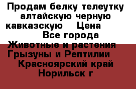 Продам белку телеутку алтайскую,черную кавказскую. › Цена ­ 5 000 - Все города Животные и растения » Грызуны и Рептилии   . Красноярский край,Норильск г.